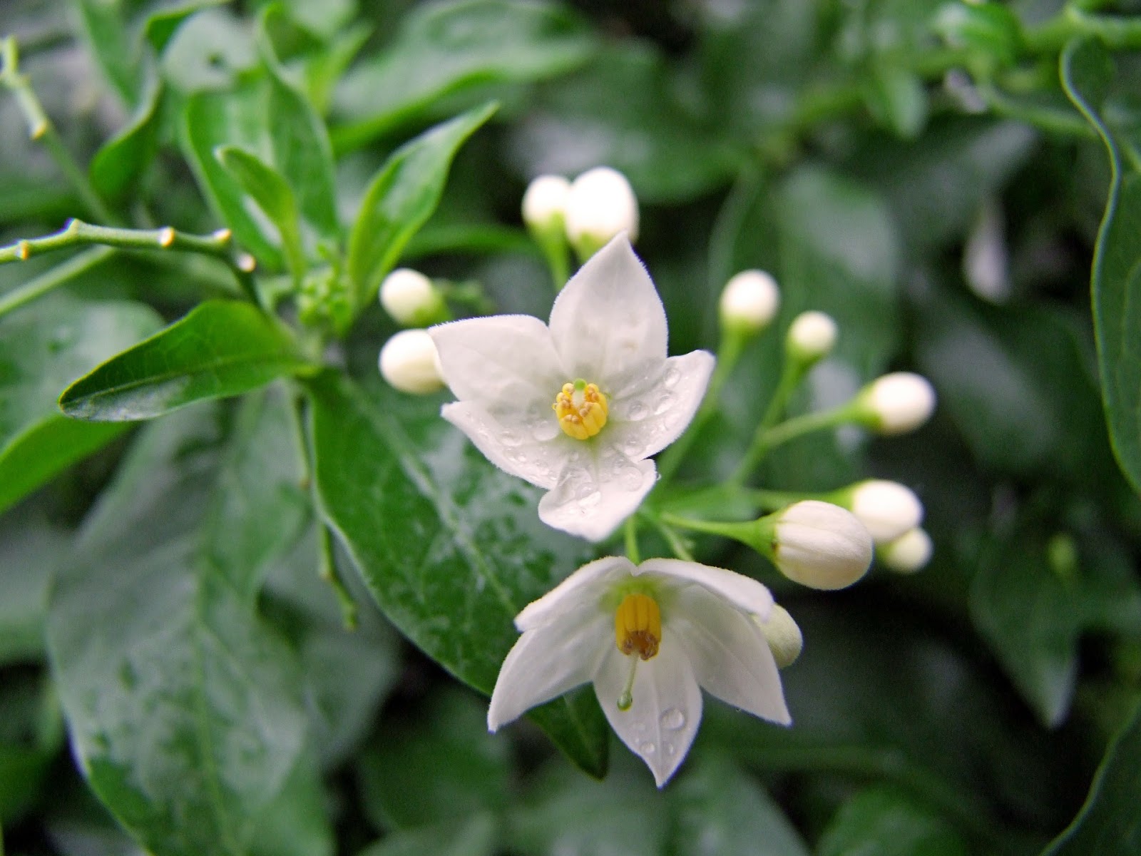 चमेली का पौधा – Jasmine Plant in Hindi