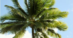 नारियल का पेड़