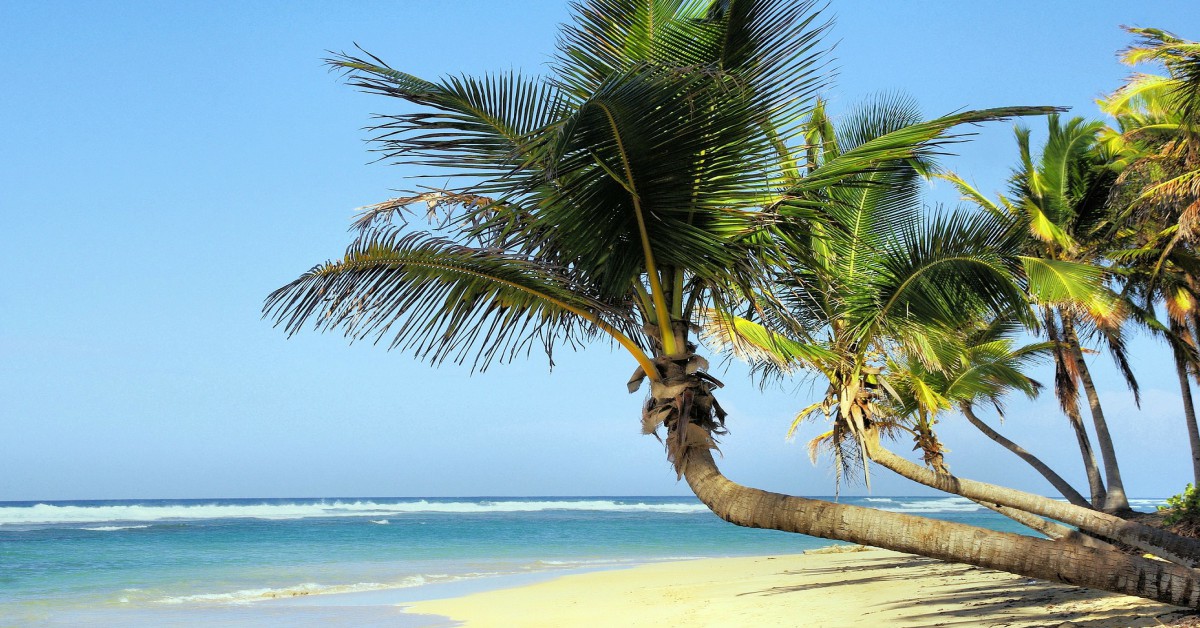 नारियल का पेड़ – Coconut Tree in Hindi