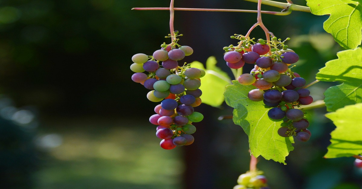 अंगूर की बेल – Grapes vine Information in Hindi