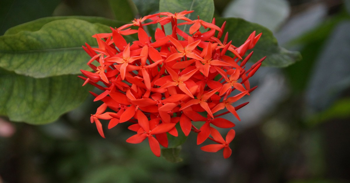 एक्जोरा का पौधा  – ixora Plant in Hindi