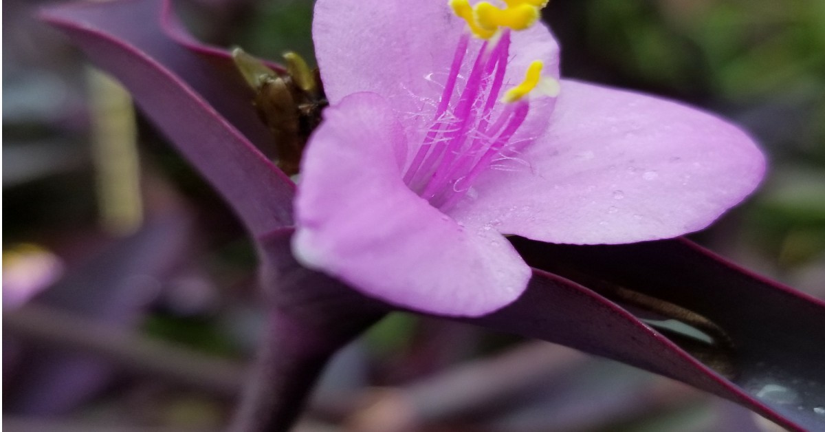 पर्पल हार्ट का पौधा – Purple heart Plant in Hindi