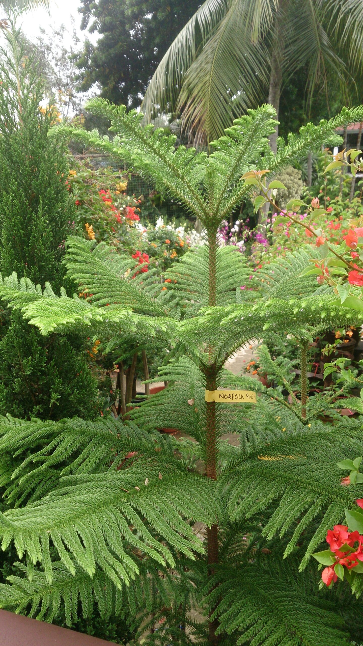 ऐरोकेरिया का पौधा – Araucaria Plant in Hindi