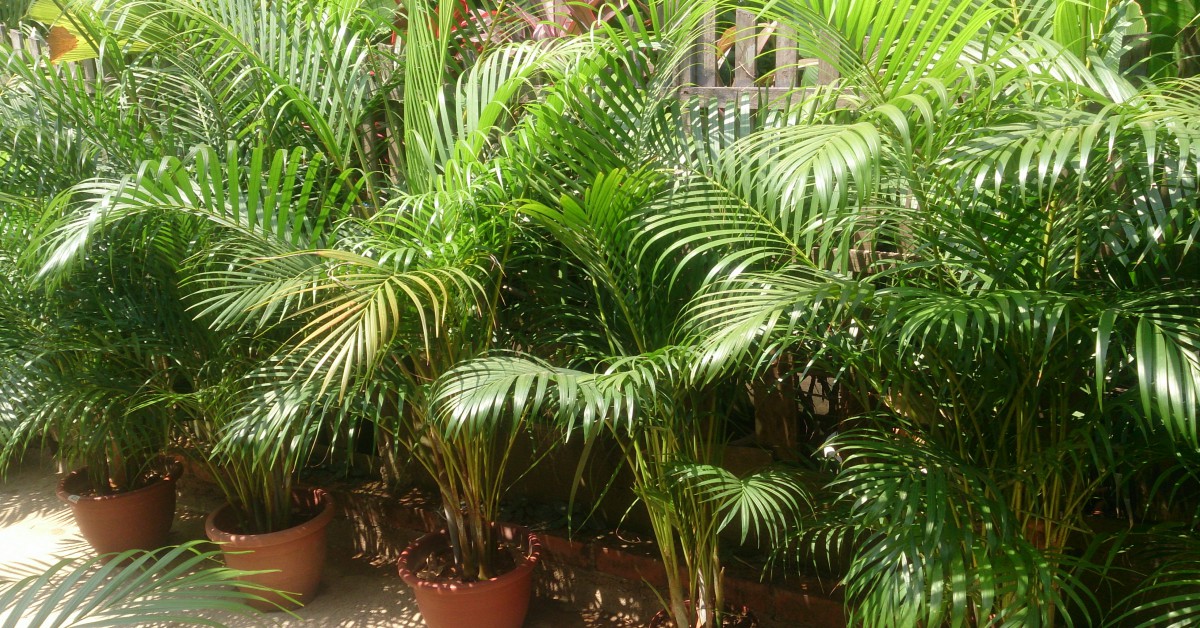 एरिका पाम – Areca palm Information in Hindi