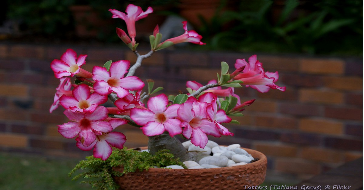 अडेनियम का पौधा –  Adenium plant in Hindi