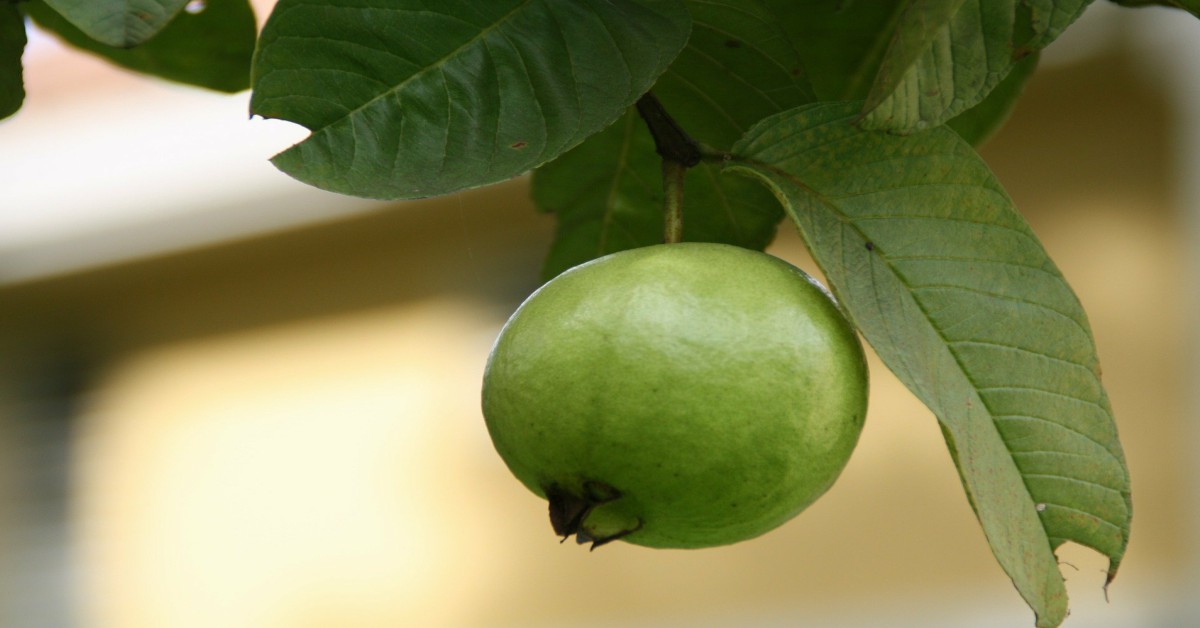 अमरूद का पौधा – Guava Plant in Hindi