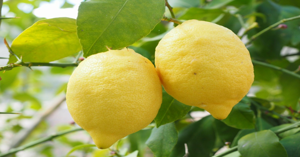 नींबू का पेड़ – Lemon Tree in Hindi