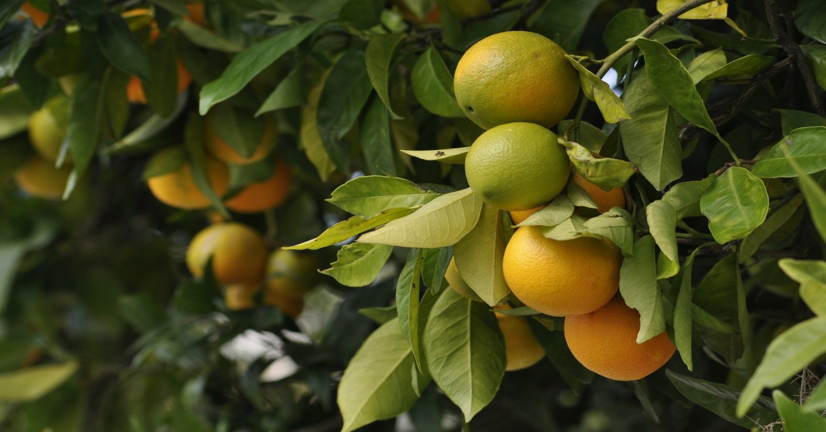 संतरे का पेड़ – Orange Tree Information in Hindi