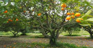संतरे का पेड़