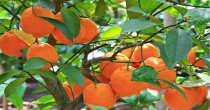 संतरे का पेड़