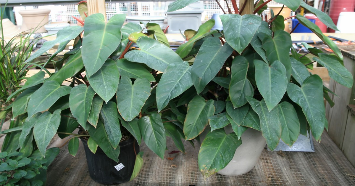 फिलॉडेंड्रॉन का पौधा – Philodendron Plant in Hindi