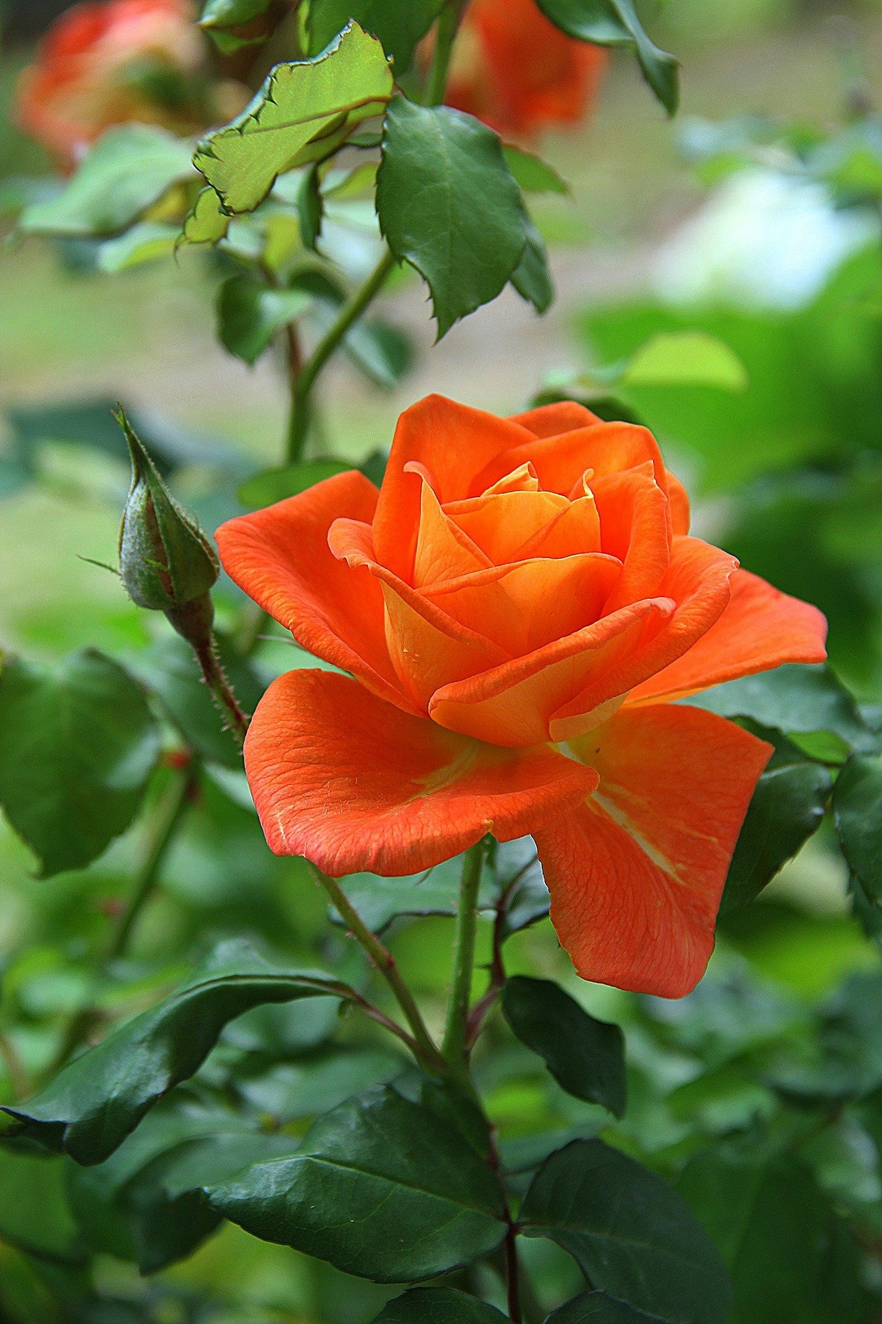 गुलाब का पौधा – Rose Plant Information in Hindi
