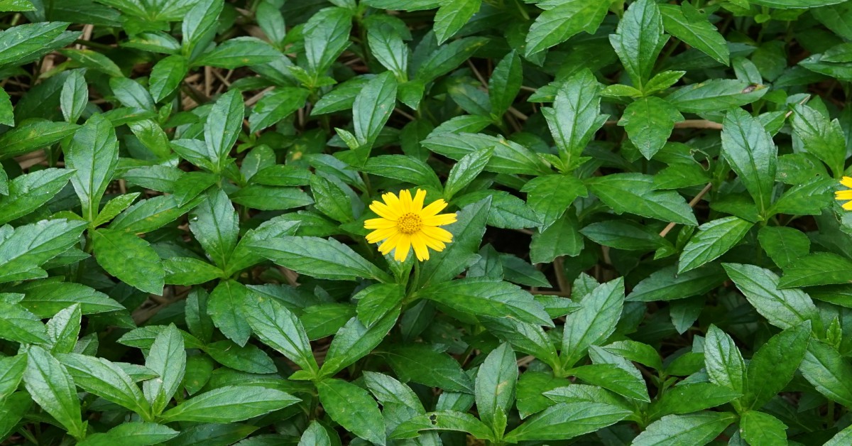 वेडेलिया का पौधा – Wedelia Plant in Hindi