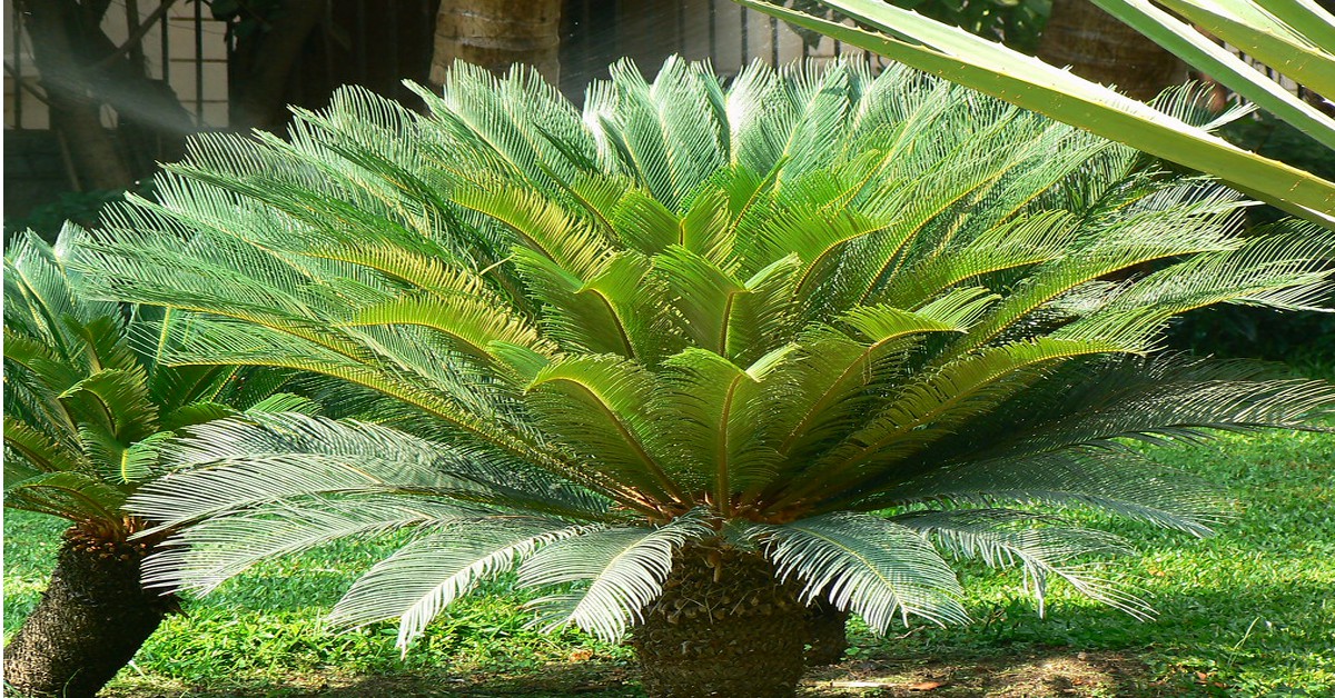 साइकस पाम – Sago Palm Information in Hindi