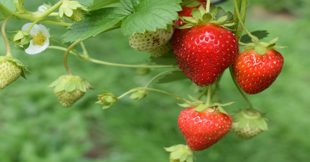 गमले में स्ट्रॉबेरी का पौधा – Strawberry Plant in a Pot