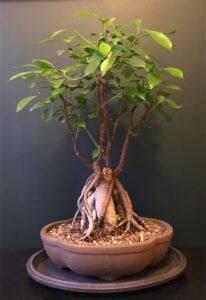 Ficus Ginseng bonsai