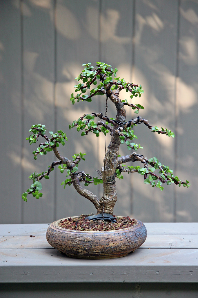 जेड बोनसाई ट्री बनाने का तरीका – Jade Bonsai tree