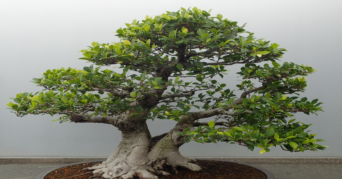 Ficus Ginseng bonsai Information in Hindi