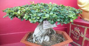 Ficus Ginseng bonsai