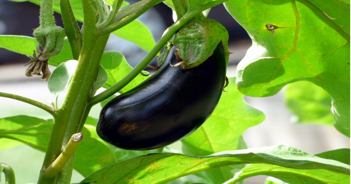 कंटेनरों में बैंगन पौधे – Eggplant(Brinjal) Plants