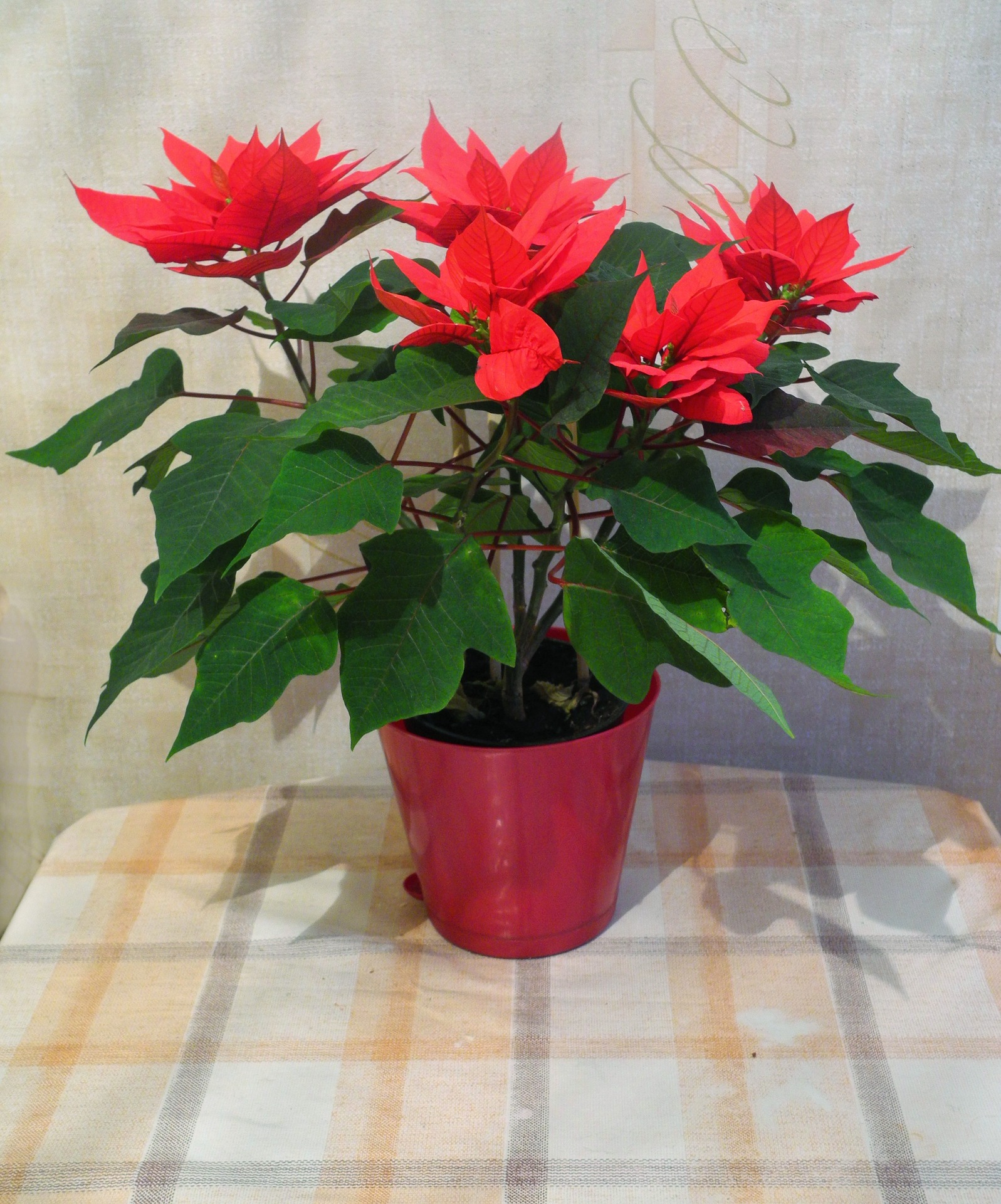इनडोर फूलों वाले पौधे – Indoor Flower Plants