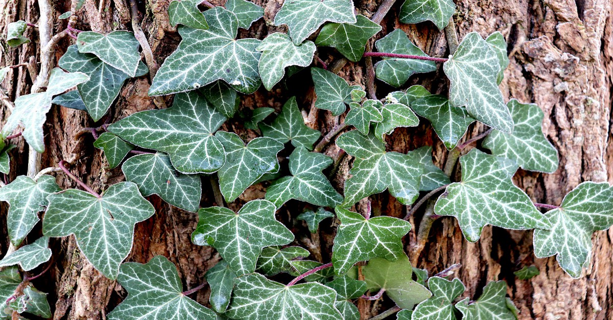 इंग्लिश आइवी बेल – English ivy Plant in Hindi