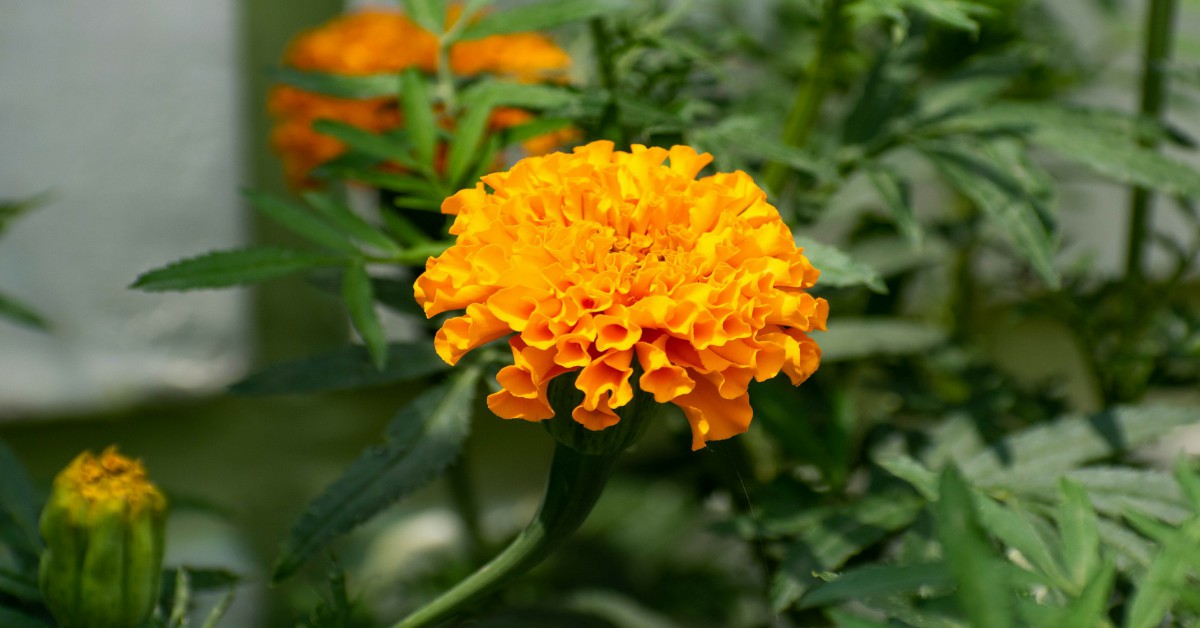 गेंदे का पौधा – Marigold Plant in Hindi