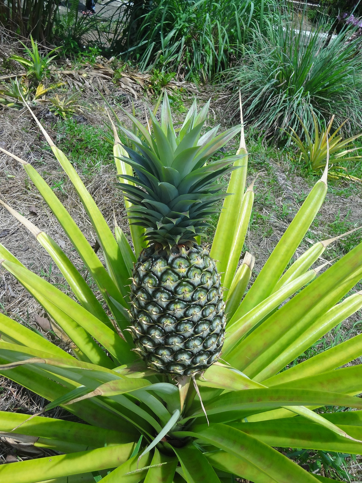 अनानास का पौधा – Pineapple Plant in Hindi