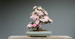 How to Make Bonsai