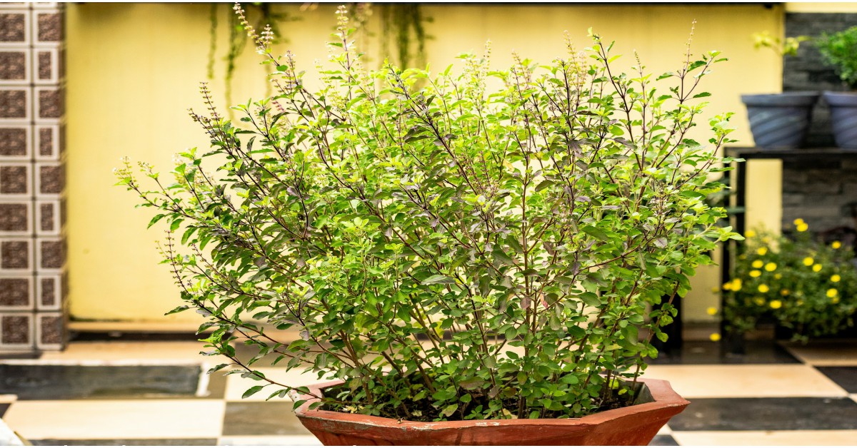 तुलसी का पौधा – Holy Basil Information in Hindi
