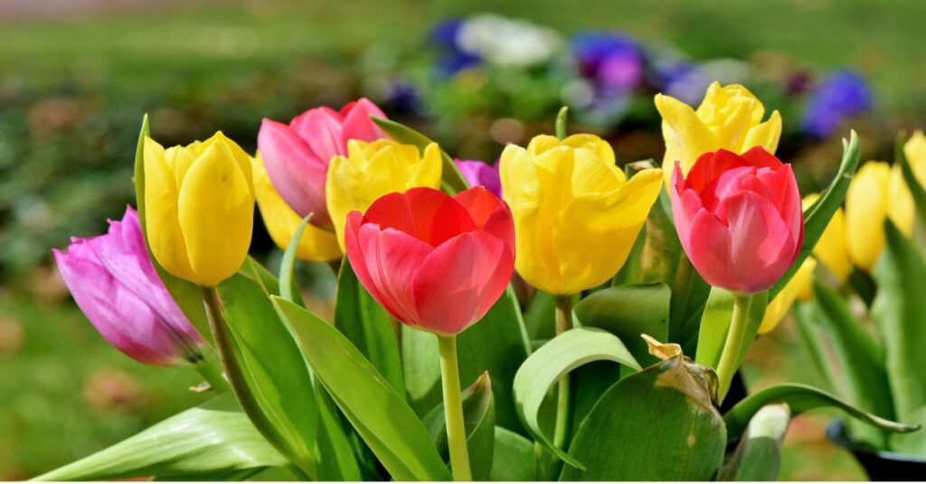 ट्यूलिप फूल की जानकारी Tulip Flower in Hindi GARDEN FANDA