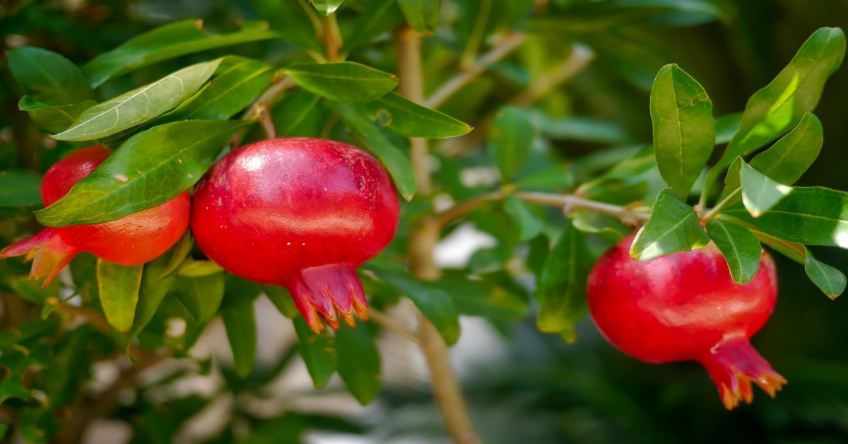 अनार का पौधा – Pomegranate Plant in Hindi
