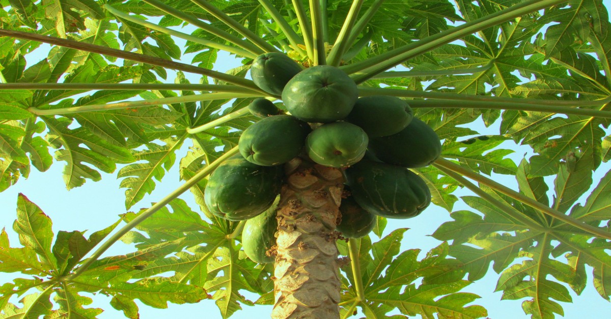 घर के अंदर पपीता उगाये – Papaya Plant in Indoors