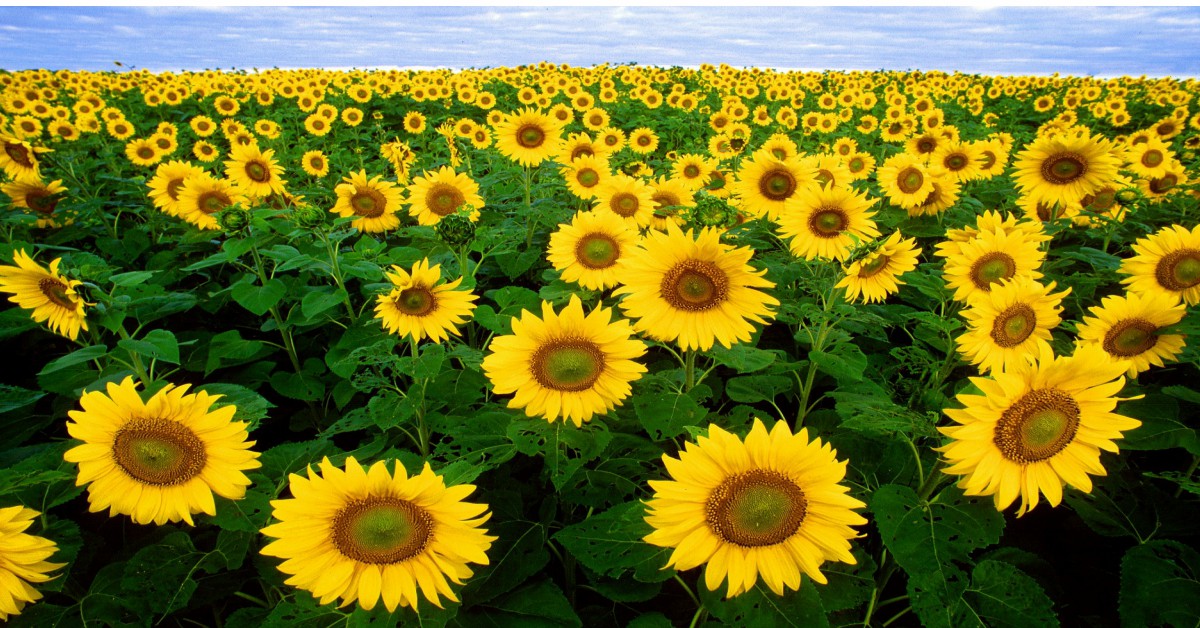 सूरजमुखी का पौधा उगाने का तरीका – Sunflower