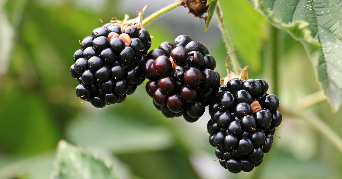 ब्लैकबेरी का पौधा – Blackberry Plant Information in Hindi