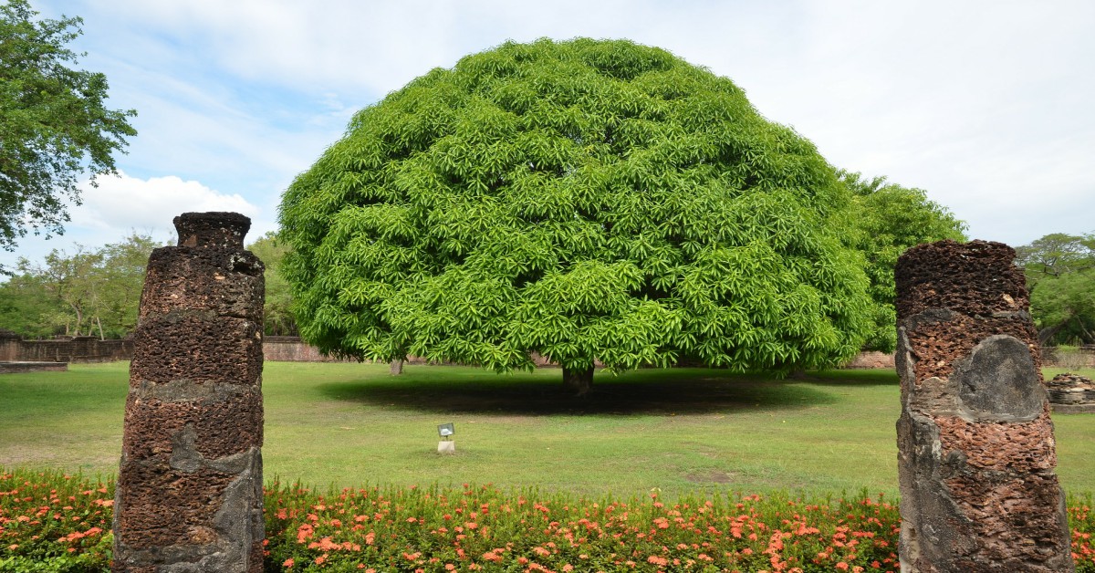 आम का पेड़ – Mango Tree Information in Hindi