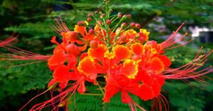 Red Bird of Paradise Plant