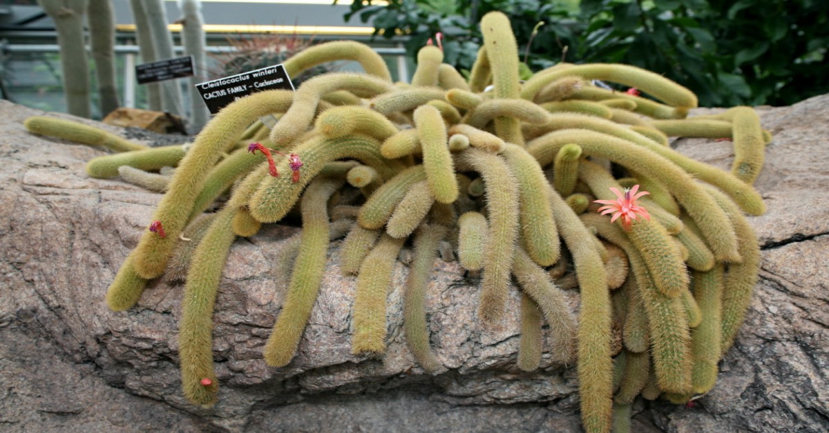 रेट टेल कैक्टस प्लांट – Rat Tail Cactus Plant in Hindi