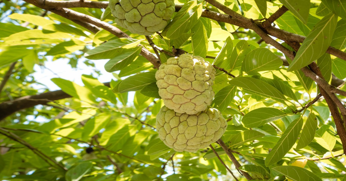 कंटेनर में सीताफल का पेड़ – Custard apple in Hindi