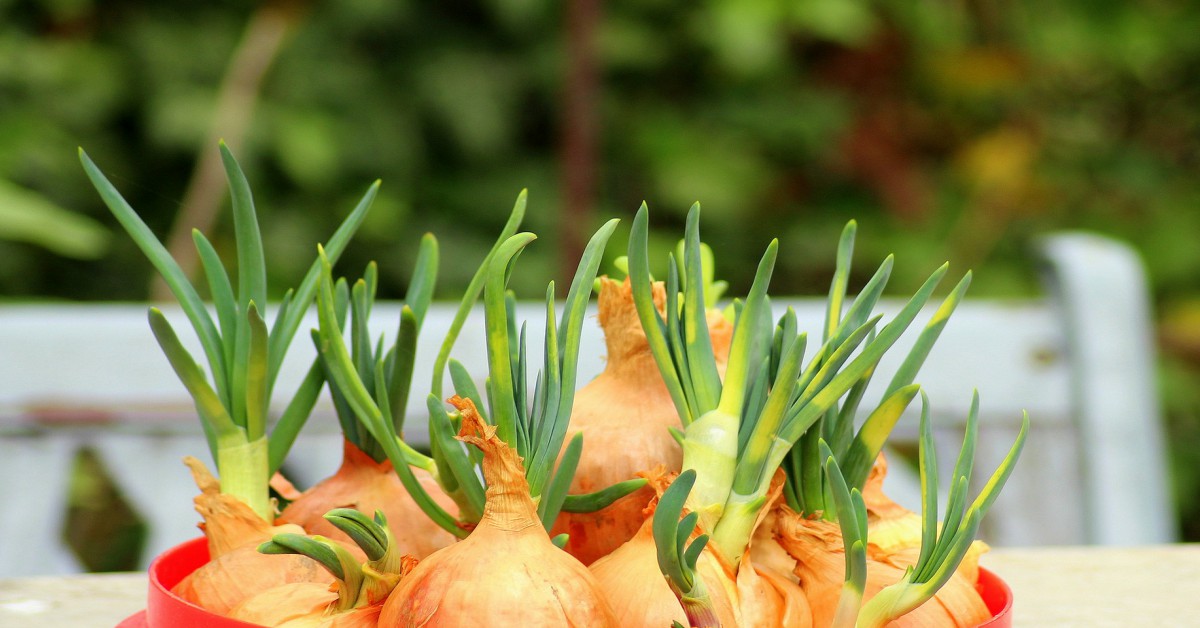 प्याज का पौधा – Onion Plant Information in Hindi