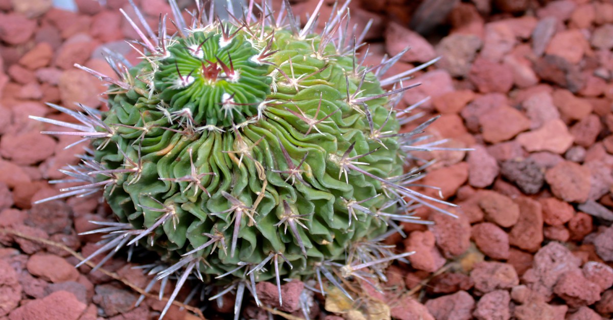 ब्रेन कैक्टस प्लांट – Brain Cactus Plant in Hindi