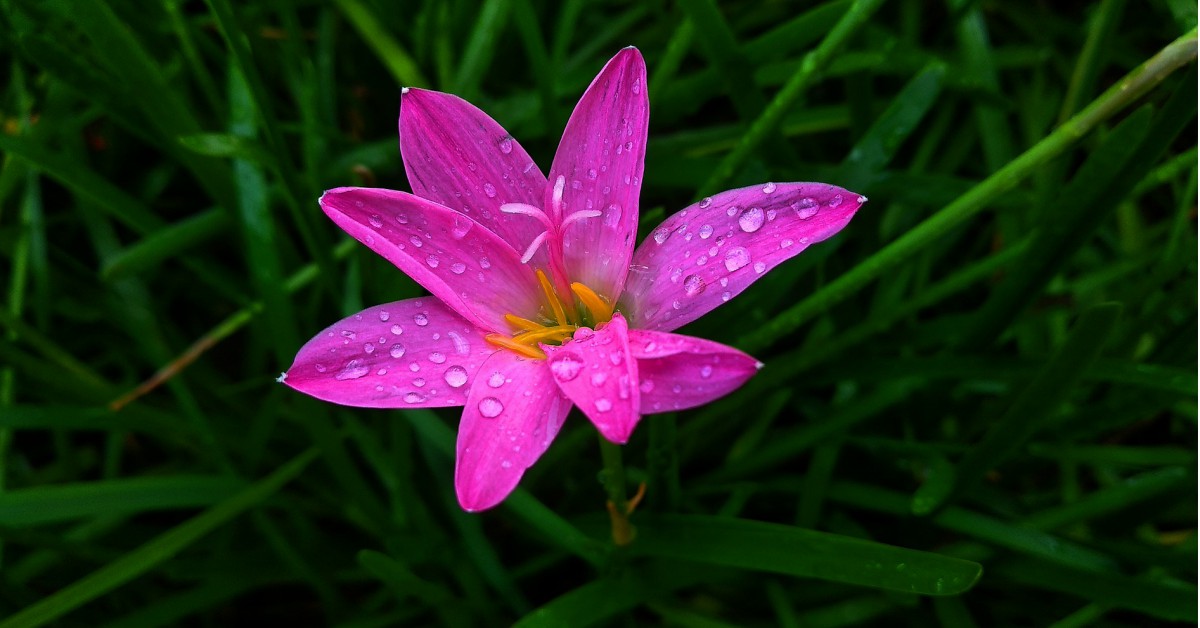 रेन लिली की जानकारी – Rain Lily Plant in Hindi