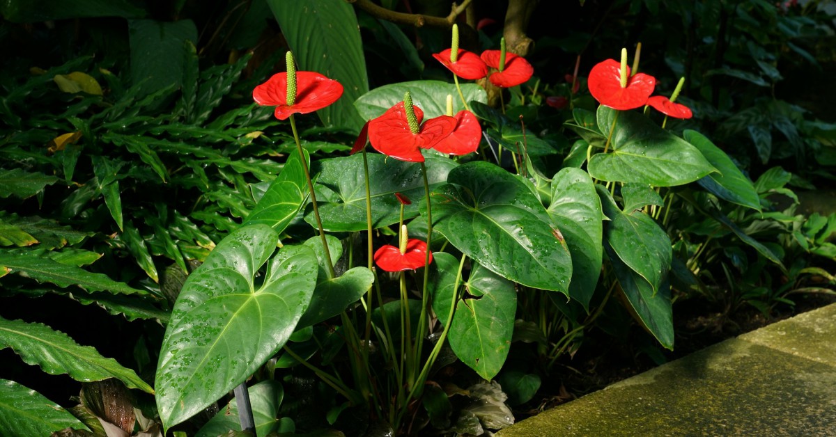 एन्थूरियम का पौधा – Anthurium Plant in Hindi