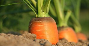 गाजर उगाने का तरीका