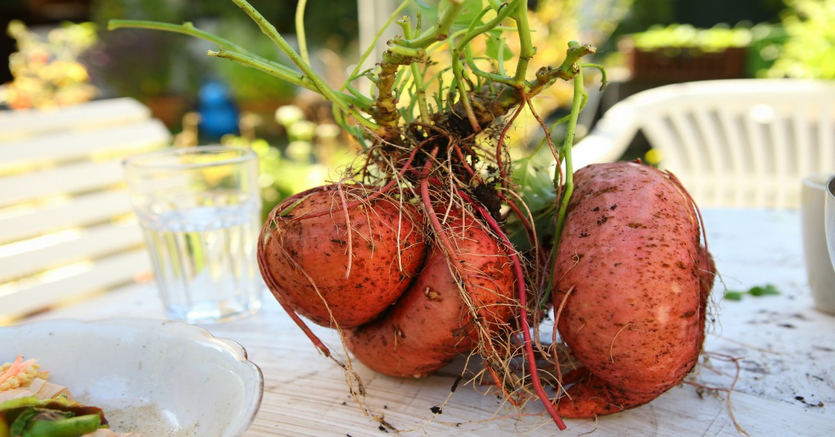 शकरकंद उगाने का तरीका – Sweet potato in Hindi