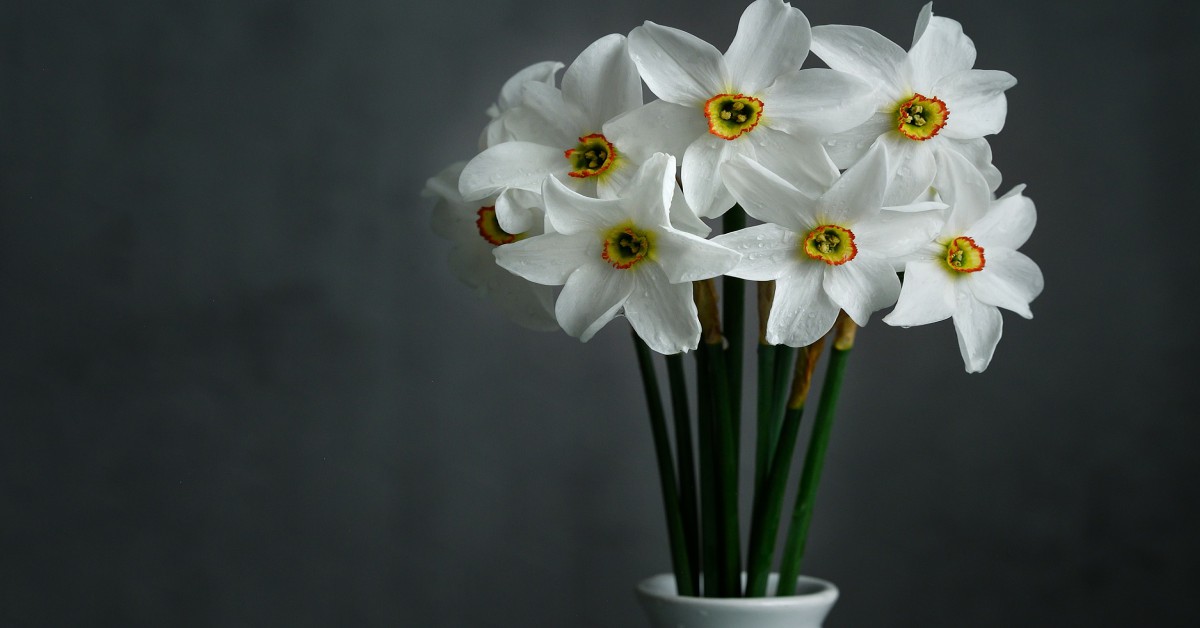 डैफ़ोडिल्स का पौधा – Daffodil Flower in Hindi