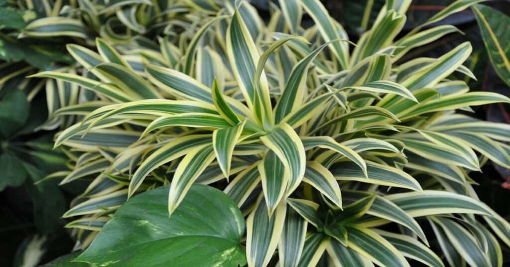 Song Of India Plant Information In Hindi GARDEN FANDA