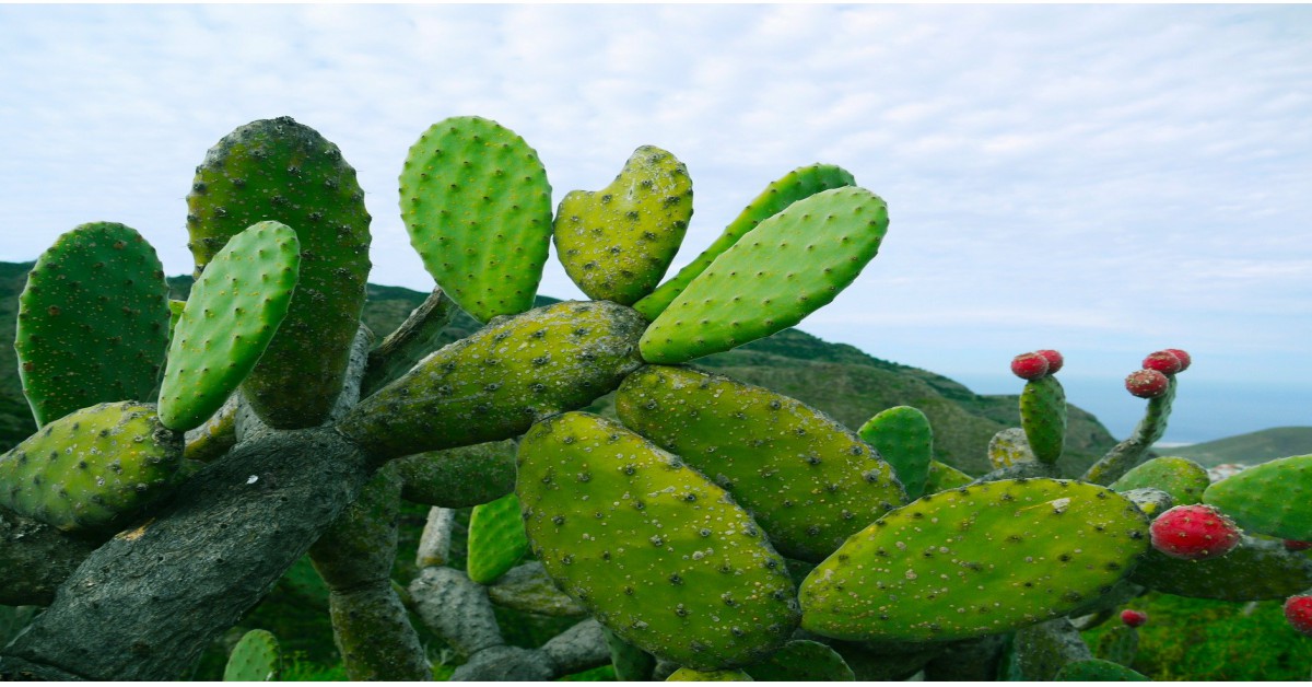 नाशपाती कैक्टस प्लांट – Prickly Pear Cactus in Hindi