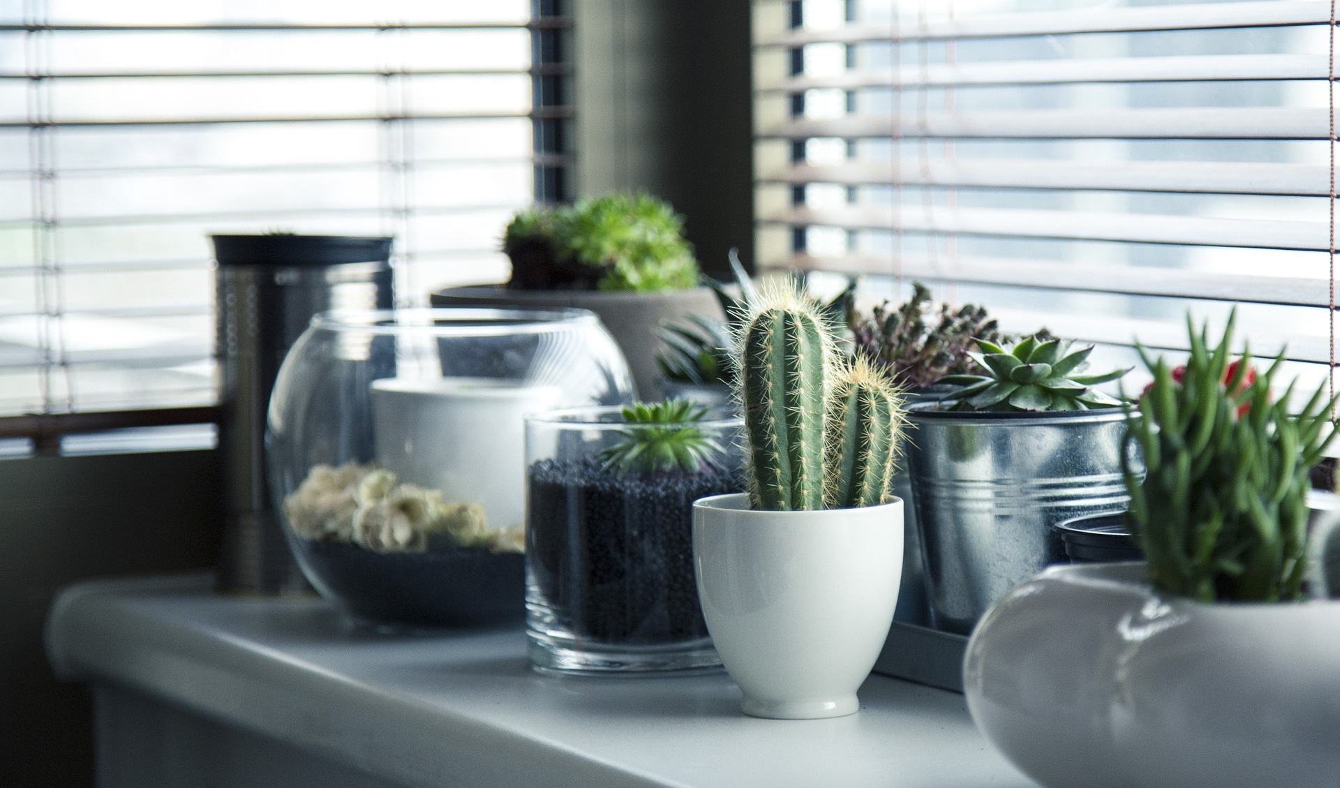 5 इंडोर कैक्टस प्लांट – 5 Indoor Cactus Plant