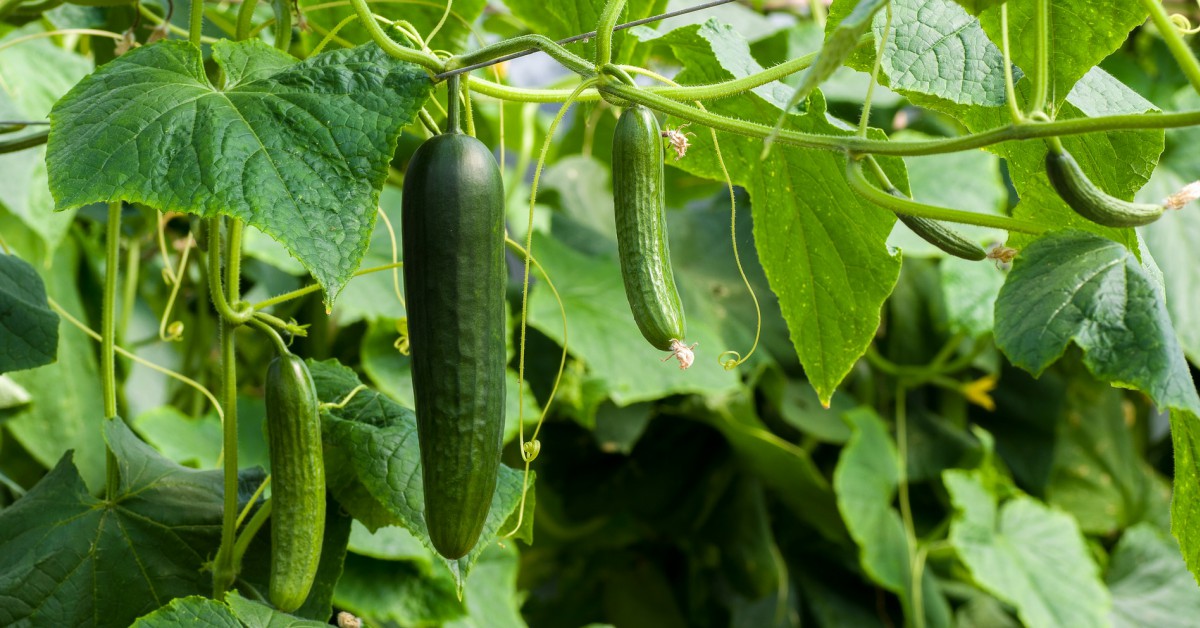 खीरा को कंटेनर में उगाना – Cucumber Vine